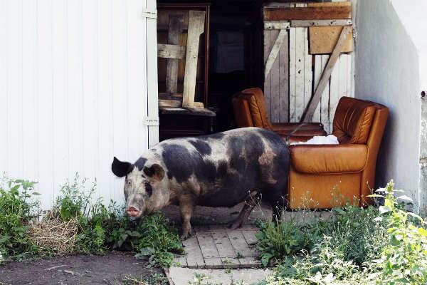 A pig on a jaunt - 2017 - Emmaus Iasi Romania