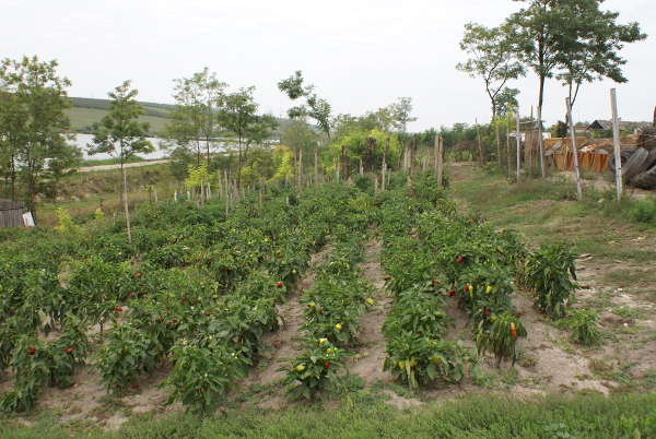 Pepper growing in Sârca - 2007 - Emmaus Iasi Romania